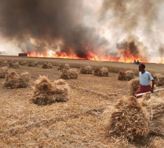 95 acres of wheat crop burnt in fire