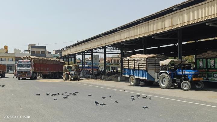 Bumper arrival of mustard, 40 percent of the produce is yet to be lifted