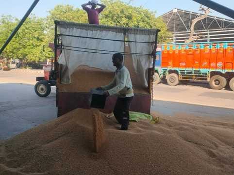 Waiting for agency to purchase mustard, farmers may face problems today