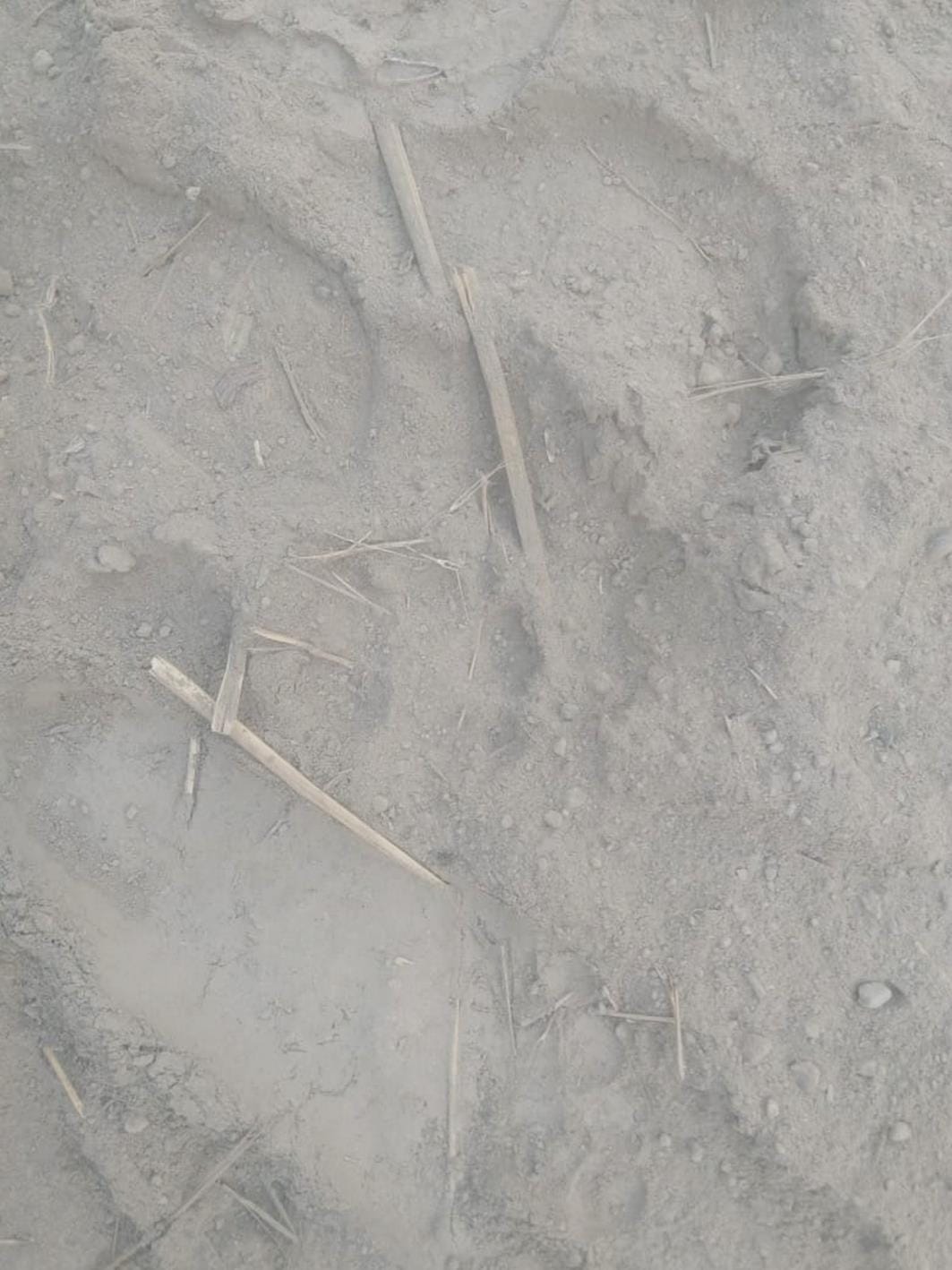 Leopard devoured a calf, panic spread