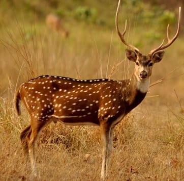 Umaria News: Cheetal died due to dog attack in Dhangi village