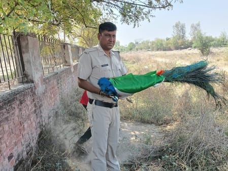 National bird died due to electric shock, last farewell given