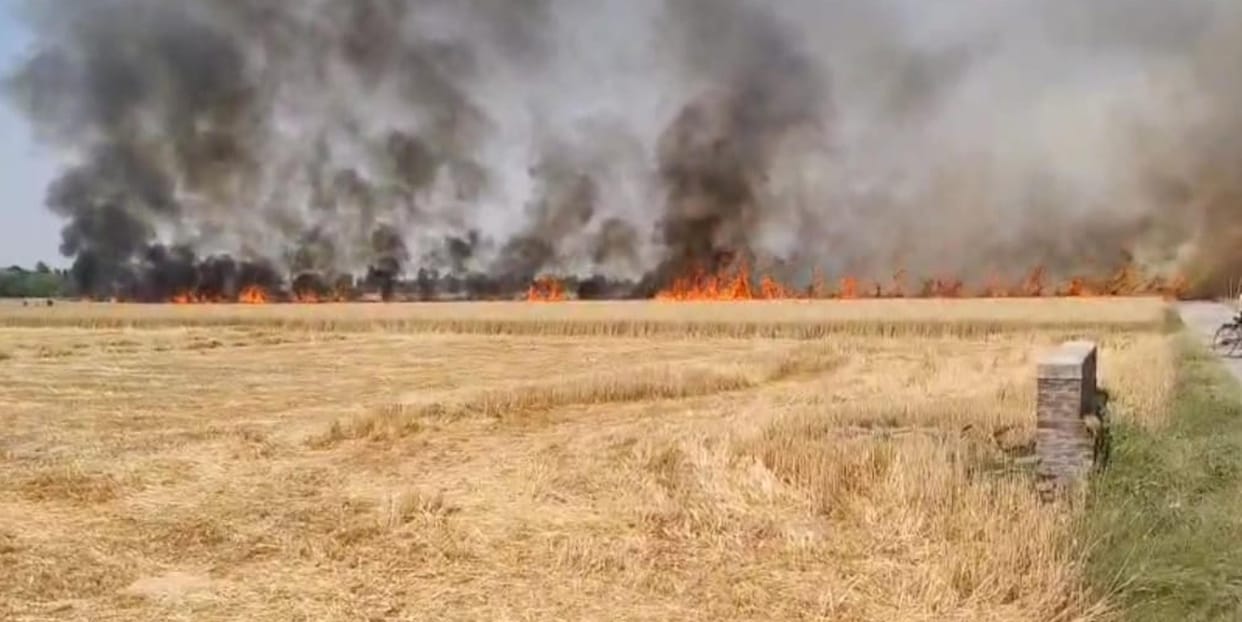 11 bigha wheat crop burnt due to fire