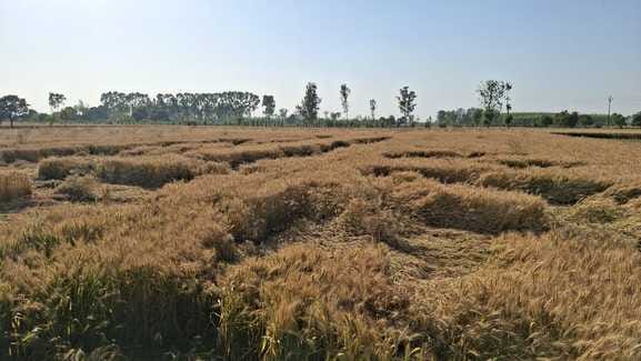 Border dispute: Wheat crop is ready, villagers become guards