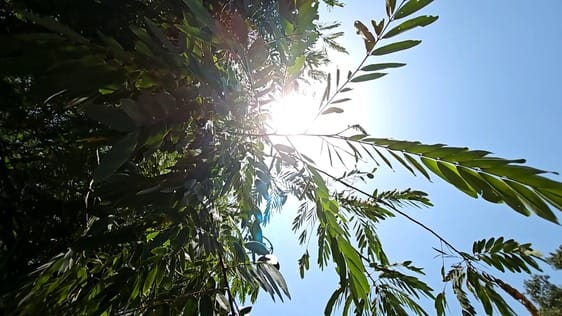 The health of the city dwellers started deteriorating due to the scorching heat in Kota