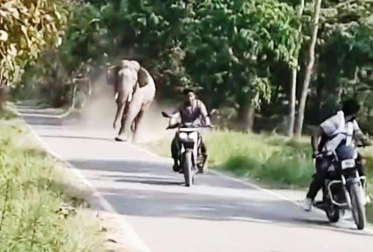 bahraich news elephant chase