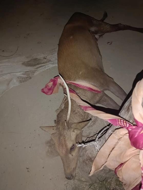 bahraich news deer imjured
