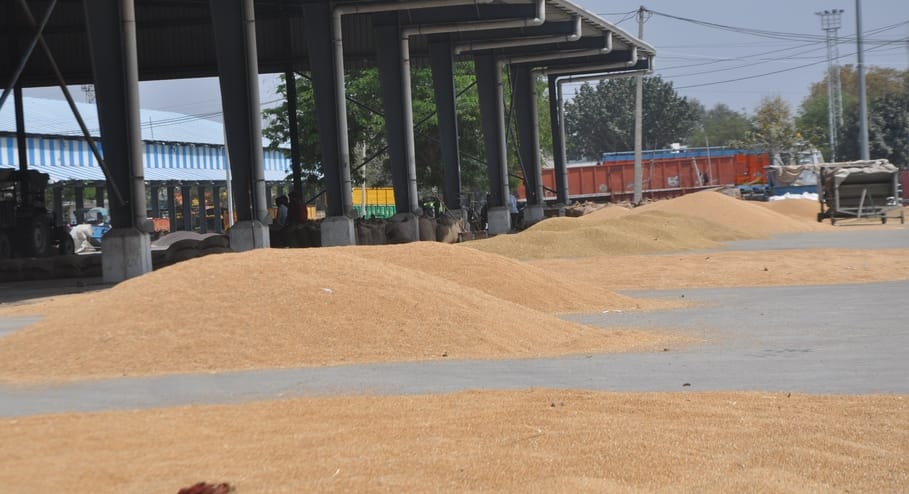 Arrival increased, wheat not sold in Maham