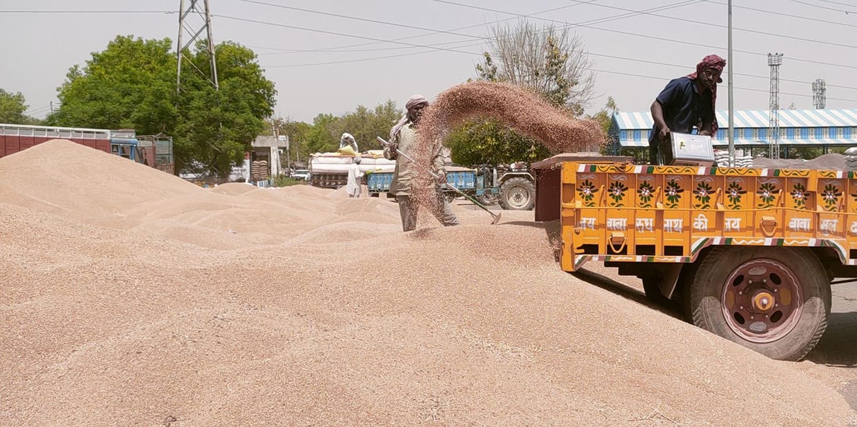 22,000 quintal mustard purchased in Dadri Mandi, wait for wheat purchase still continues