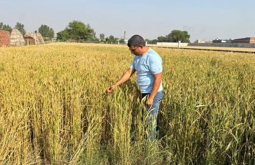 2000 years old wheat variety Sona-Moti crop is ready