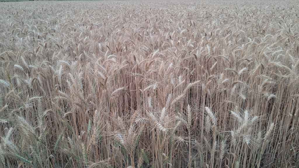 Wheat did not suffer from heat stress, now there will be bumper yield