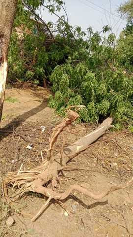 Villagers are angry over illegal felling of trees