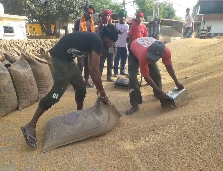 Wheat procurement started in the old market of Kanina