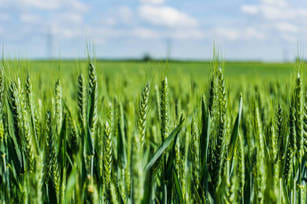 Umaria Last date for farmer registration for wheat procurement at support price is April 9