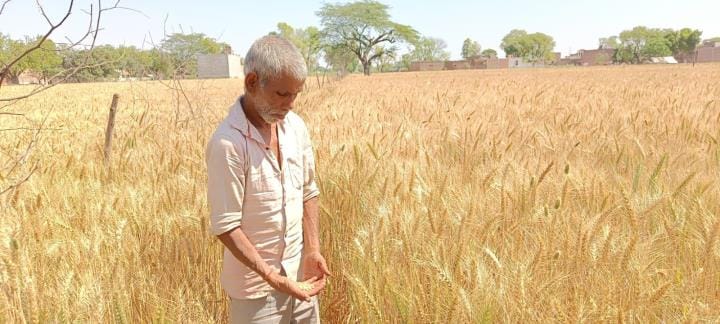 Wheat grain remained small, farmers are worried