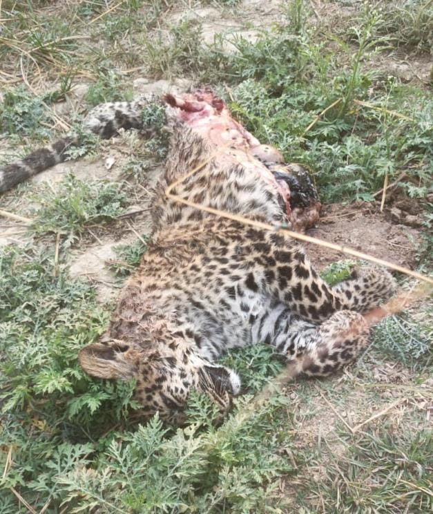 The body of a female leopard was found in Kakraha forest range