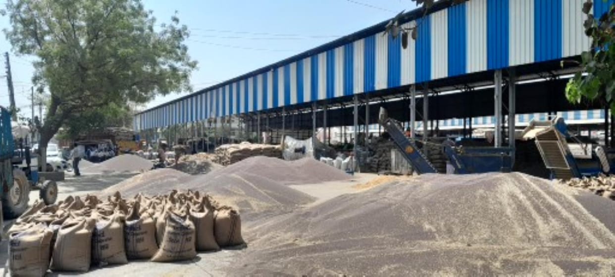 Mustard lifting is slow, 4,000 quintals of wheat arrived