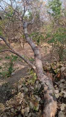 Tree branch fell on HT line, power outage for 14 hours, hundreds of villages affected