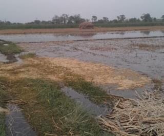 100 bigha crops submerged due to Ganga canal breach