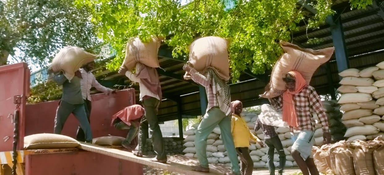 45.5 crore paymented to musturd farmers