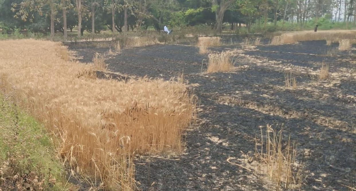 Five bighas of wheat burnt to ashes due to spark from electric wires