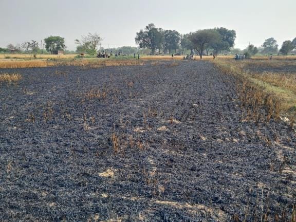 Fire broke out due to spark from high tension line, five and a half bigha of wheat crop burnt