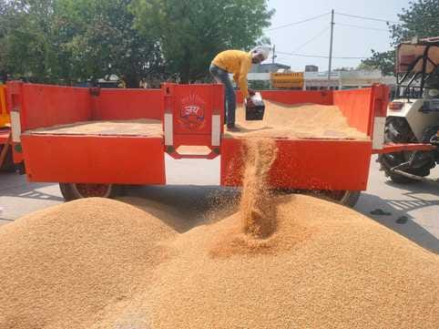 Arrival of wheat increased, no purchase in Kalanaur-Kiloi