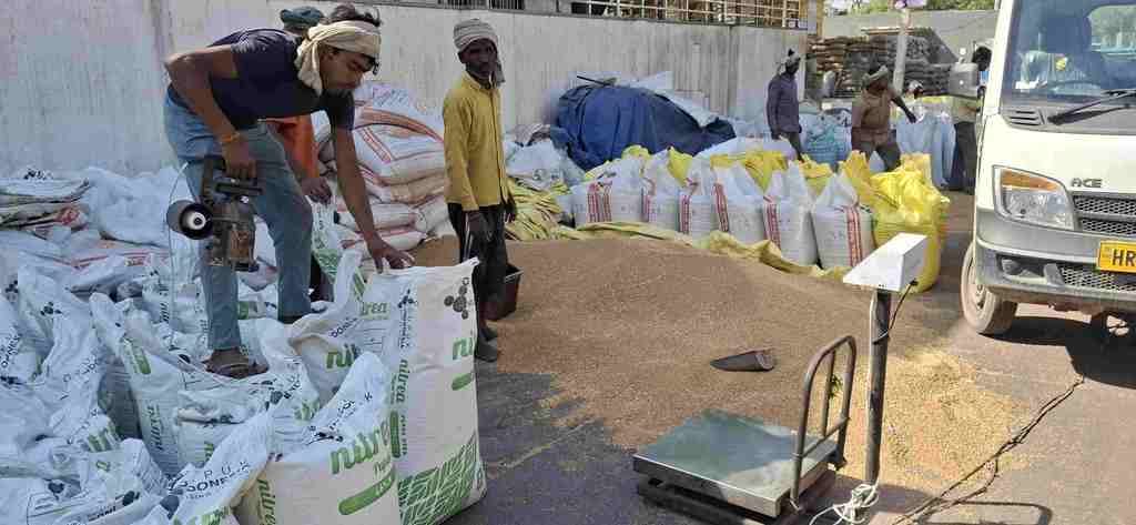 Bumper purchase of wheat in Asoda instead of Bahadurgarh