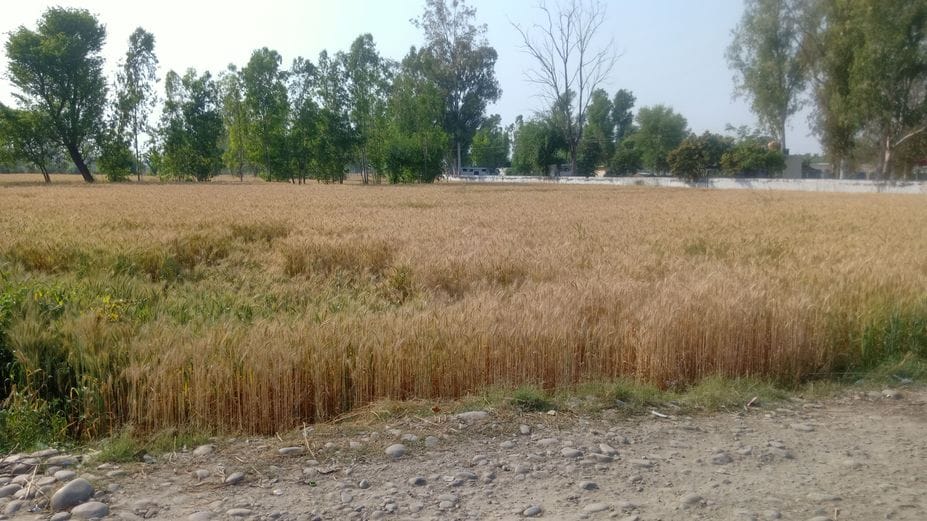 Wheat crop is ready, waiting for Baisakhi