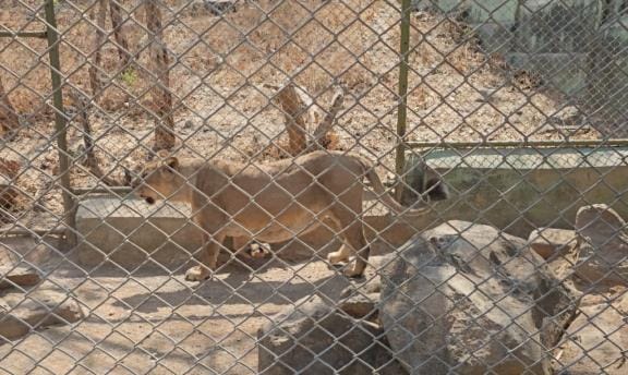 Preparations underway to bring two lionesses to the safari, officials visit Gujarat