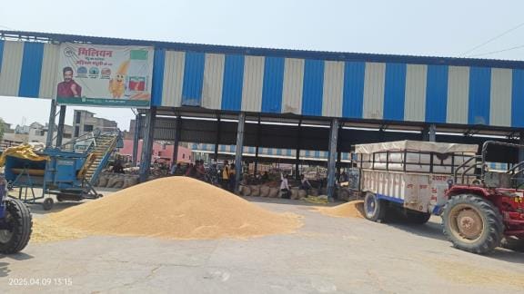 Arrival of mustard in the market is fast, lifting is slow