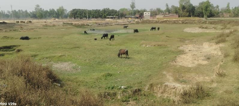 Drying ponds, water crisis for animals and birds