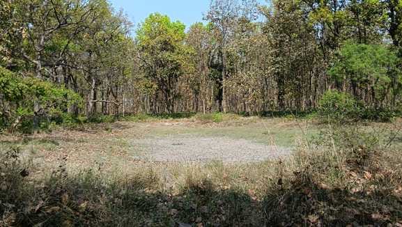 Wildlife coming out of the forest in search of water