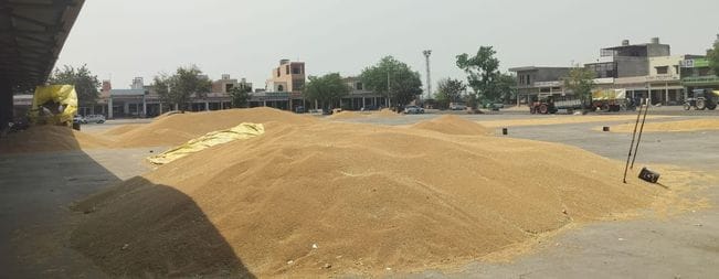 Wheat procurement started in three mandis of the district