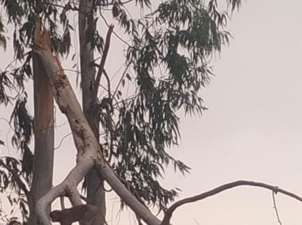 More than 50 electric poles fell due to storm and rain, power was cut off in many areas