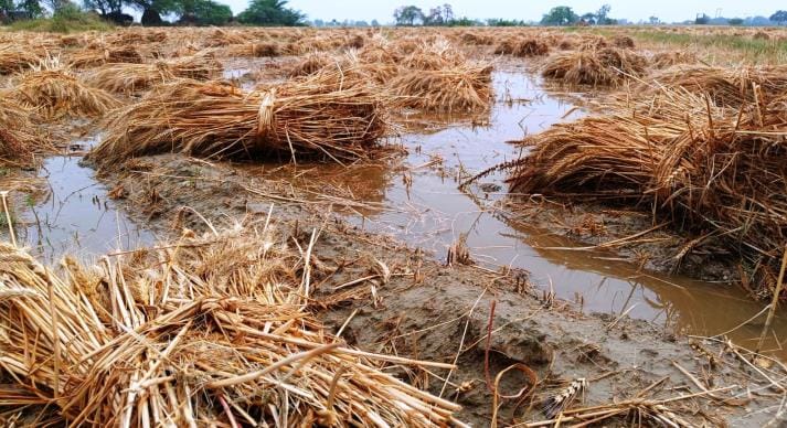 KASGANJ NEWS RAIN CROP DESTROYED