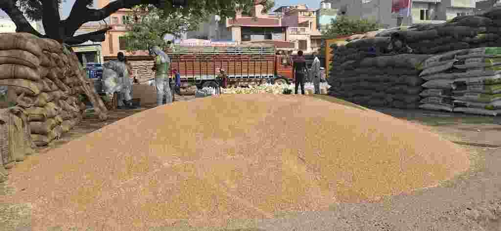 With increasing arrival of wheat, government procurement in full swing in the market