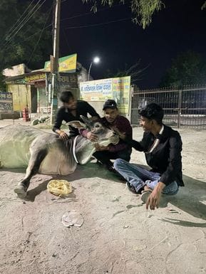 The organization is putting radium reflector belts around the necks of helpless animals