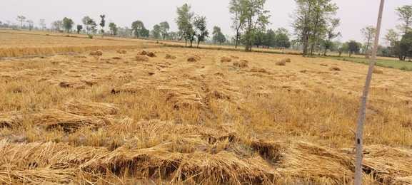 Rain and hailstorm became a disaster for farmers, huge damage to crops
