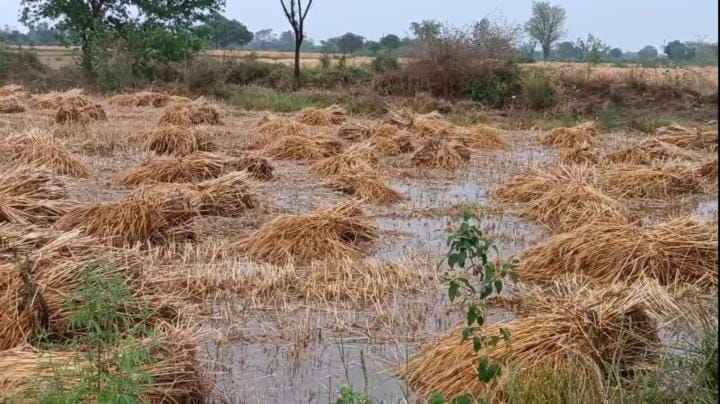 Four months of hard work was wasted due to unseasonal storm and rain wheat bundles filled with water