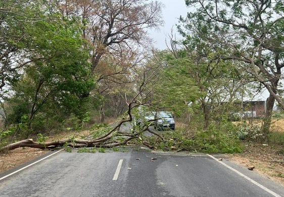 A tree fell on the highway due to a storm near the village Dahemi