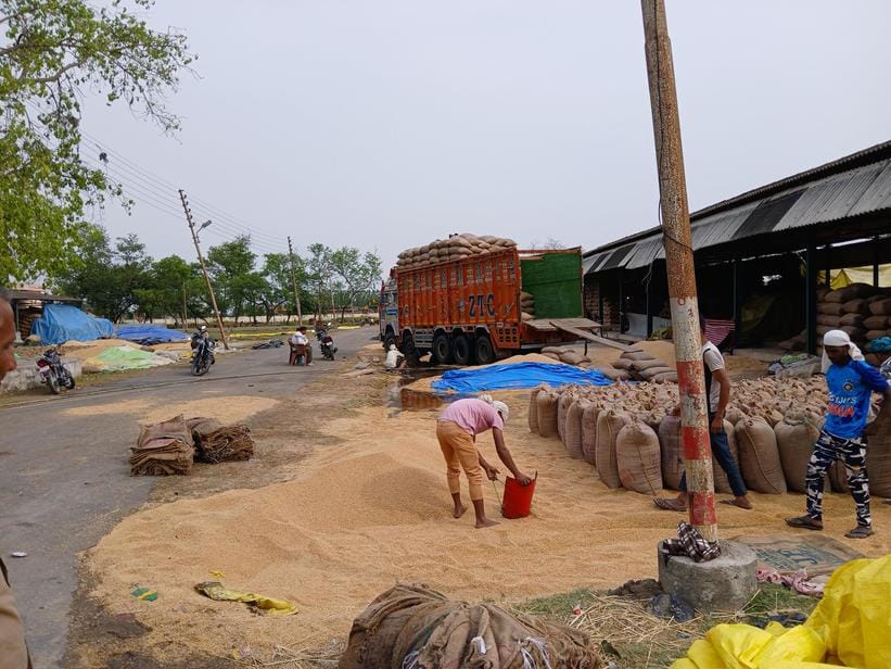 Hundreds of quintals of government wheat got wet under the open sky