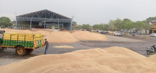 Thousands of quintals of wheat lying in the open in the grain market got wet