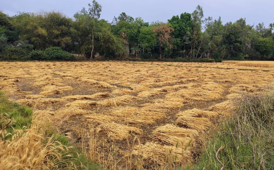Four months of hard work was wasted due to unseasonal storm and rain wheat bundles filled with water