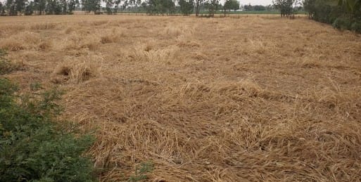 Hail fell along with rain...day temperature dropped by nine degrees...crops damaged