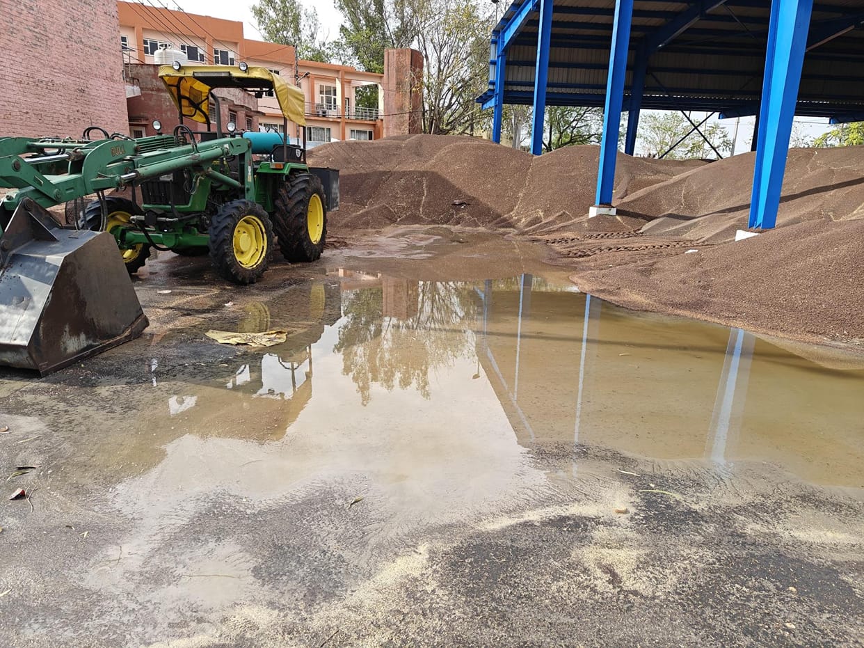 wheat and musturd wet in rain