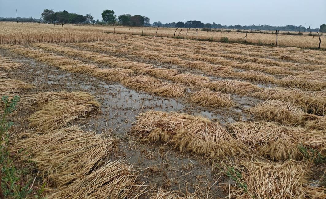 Unseasonal rains become a disaster for farmers