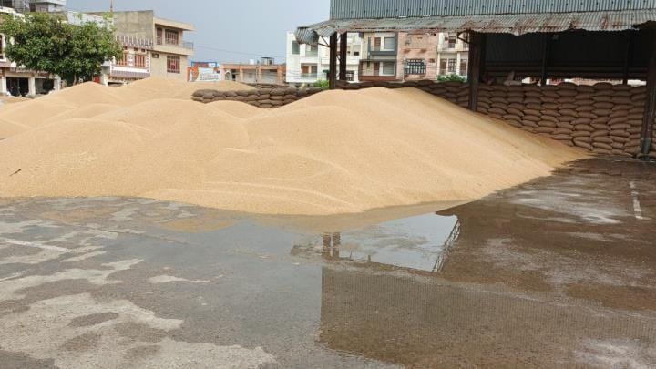 Wheat lying in the open in Barwala grain market, soaked in rain.