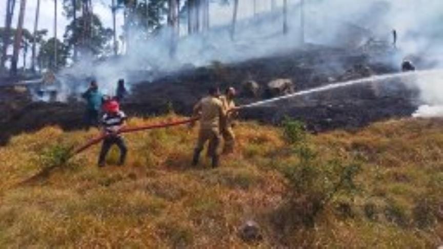 Fire in Forest