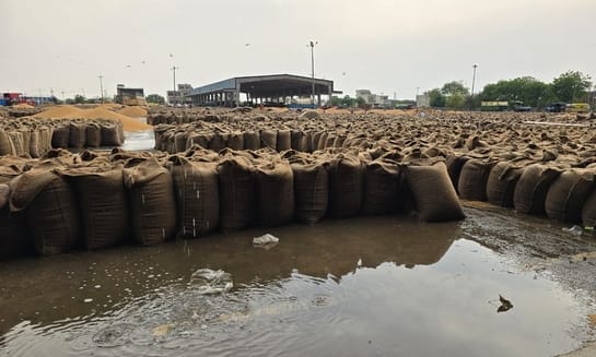 2.44 lakh quintal wheat got wet in the mandis due to chaos